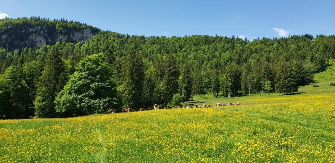 Place Royale Pour 10 A 12 Personnes A 30 Met Des Pistes De Ski Et Vtt Métabief Εξωτερικό φωτογραφία